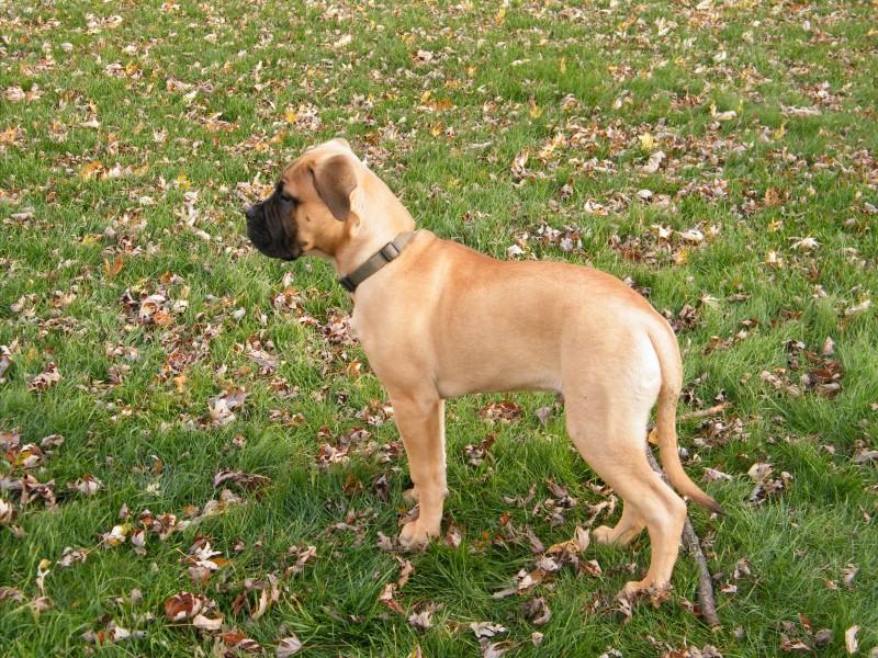 Deacon, as a puppy