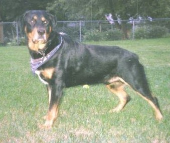 Max